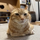 在宅で働きたい！リモートワークの探し方と注意点