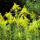 背高泡立草（せいたかあわだちそう）