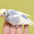バイオレットなセキセイインコ。とバンコク、サムットプラカーン県ぶらぶら日記。ソンクラーンとチャガシラカモメ、その10。と来週の早じまいとお休み。