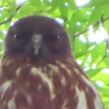 蔵出し画像金龍寺のアオバズク2🦉📸（太田市）