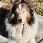 沼井ドッグスクール　～いきもの便り～