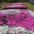 『2024/4/20 羊山公園の芝桜』の画像