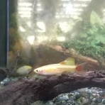 ワンラブ観賞魚部門の入荷情報ブログ！