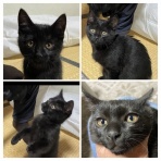 NPO法人 福井犬猫を救う会