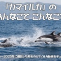 「カマイルカ」のあんなこと こんなこと
