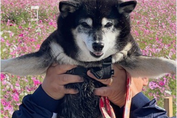 柴犬アトム🌈・黒柴アラレの日々是好日