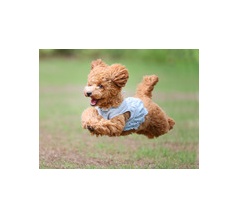 9-14-1　野坂　あんちゃん　11か月　南あわじドッグラン・飛行犬撮影所にて