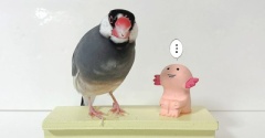寂しいウーパールーパーくん