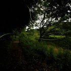 『投稿：横浜のホタル2025【追記】2025/06/03』の画像