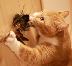うっとりよそ見する猫。