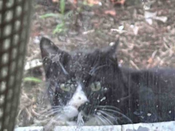 久しぶりの猫の来客　20260524