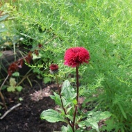 【ガーデニング】赤い実の中で季節外れの花が教えてくれるお買い物♪