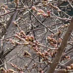 猫とガーデニング