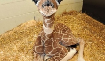 動物赤ちゃん画像で癒やされたい人、ちょっと来てwwwwww
