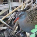 クイナの蔵出し画像15🦜（多々良沼公園）