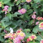 open_heart_shinkoのblog