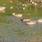 ときめき老テニス