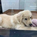 ゴールデンレトリバーくんの紹介