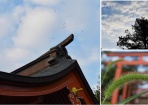 夏つばめ