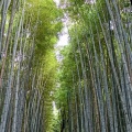 未だ死んでません。