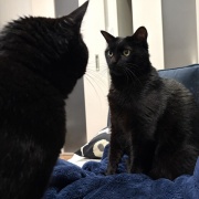 【猫写真】今日の猫たちの様子