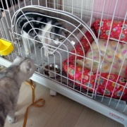 短い猫生だったナナの命日は25枚の写真で