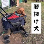 メルロコ一家の横須賀ストーリー