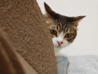 活発化する猫。