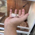 新着生体！ホワイトノーザン降臨!!その他レオパ・カエル多数！