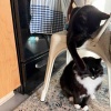 【タヒチ旅行１日目】猫様仕様部屋・ラウンジご飯・機内食