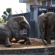 媛ちゃんゴロンゴロン♪