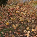 長安寺のミツマタ見ごろ、お越しください