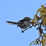 青い郊外の空の下・黄色と緑のセロファンの花たち