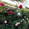 花が溢れ出す