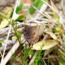 コツバメ/ Callophrys ferrea