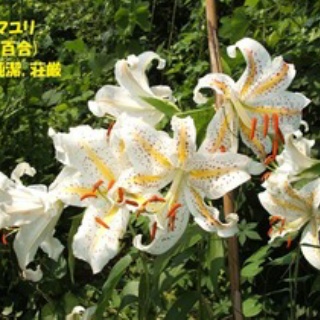 田舎記者の手帳