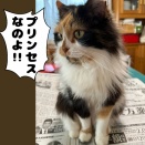 モサモサコンビ