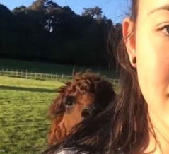 アルパカってこんなに興奮するんだ…飼い主女性に会うたびに駆け寄ってくる