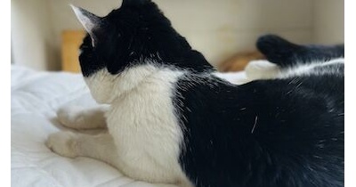 敷くだけ、洗える、ずれにくい！QOLを上げた買ってよかった敷きパッド