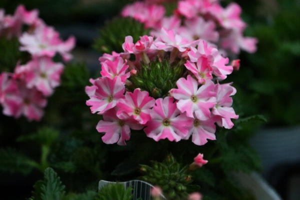 モナガーデン 中西園芸のblog 商品紹介