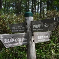 湯ノ丸山のレンゲツツジ観賞-2025-06-18