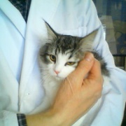 ネットで一目惚れしてすぐに会いに行った猫（21年前）