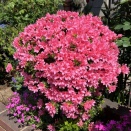 ツツジ咲く春〜