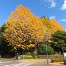 北の丸公園　乾門を出ると目の前に綺麗な銀杏の木を見る