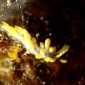 7月9日　ケブカガニ科の1種