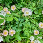 だいじろう日和。