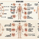 40歳前後の急激な老化は、多剤服用の蓄積が自然治癒力を完全に破壊した結果