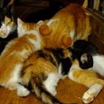 夢の仕事？一日中、猫を抱っこする仕事が登場！！