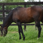 スライムの競馬ブログ