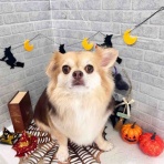 ゆうなぎ動物病院